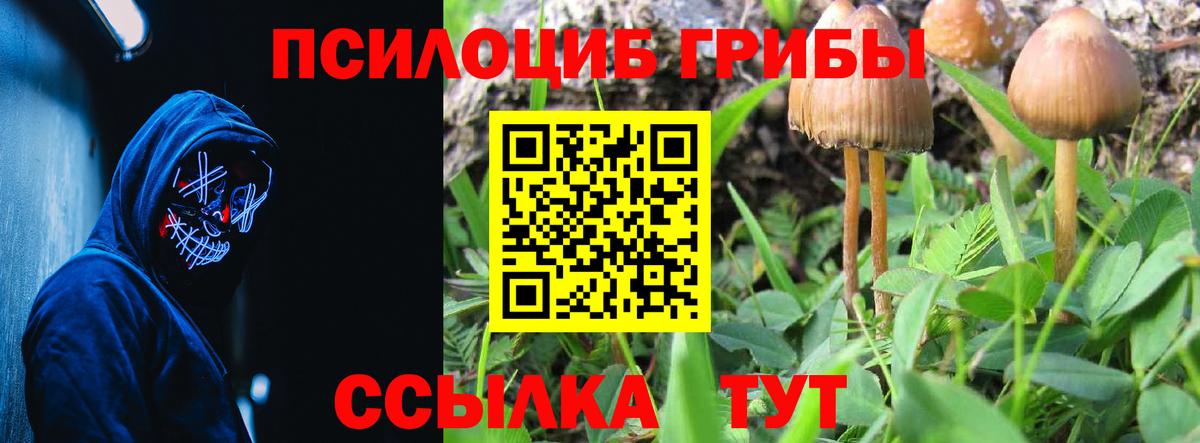 Галлюциногенные грибы Cubensis  Псилоцибиновые грибы мицелий  купить наркоту  Осинники  Вход с VPN 